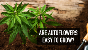 Sind Auto einfach zu growen?