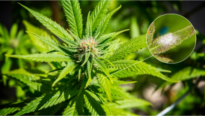 Mold On Plants Plants All You Need To Know