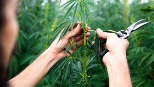 Top 10 Auto Outdoor-Seeds (2022)