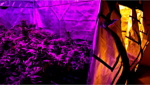 The Benefits of Plants Growing Tents