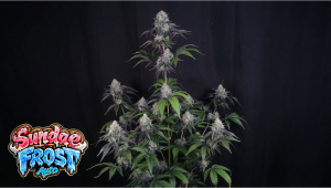 Sundae Frost Auto: Fast Cycle Evaluation