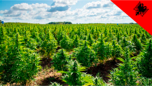 Albania to Allow Commercial Cultivation of Medical Plants and Hemp