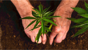 Growing Auto Plants Plants Using Organic Fertilizers
