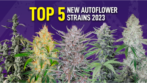 Top 5 New Automatic Plants Seeds