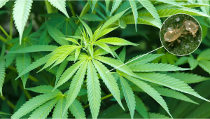 Most Common Pests In Plants: Broad Mites
