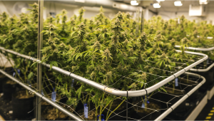 Top 4 Training Techniques to Maximize Auto Plants Returns