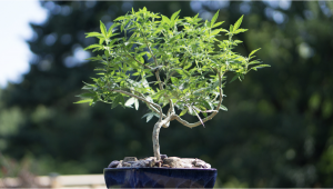 PlantsBonsai Wie man einen PlantsBonsai zchtet SchrittfrSchrittAnleitung