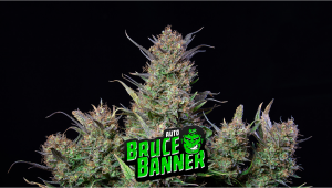 Bruce Banner Auto Plants Seed Week-by-Week Guide