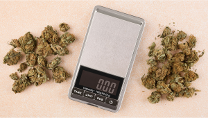 How Much is a Half Ounce of Plants? The Complete Plants Price Breakdown