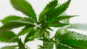 All About Fimming Auto Plants Plants