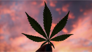 Benefits Of Using Plants To Treat Epilepsy 