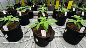 Gorilla Cookies Auto Testing Cycle Begins