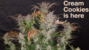 Cream Cookies is Fast Buds Newest Seed: Available Now!