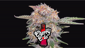 Cherry Cola Auto Plants-Sorte: Wochen-für-Wochen-Anleitung