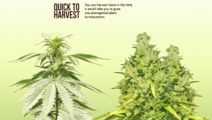 Die Vor- und Nachteile von auto Marihuanasamen: - Ein Fastbuds Primer Teil 2