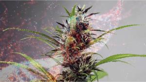 Plants Breeding: How To Create Your Own Plants Seed