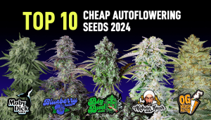 Top 10 Cheap Auto Seeds 2024