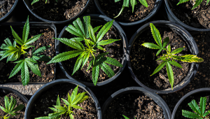 Benefits of Growing Auto Plants In a Sea of Green