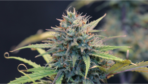 Seed History: Cheese