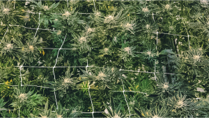 How To Grow Auto Seeds Using SCROG