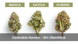 Plants Sorten: Überblick, Wirkungen und medizinische Anwendungen