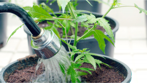 How to Flush Autos?
