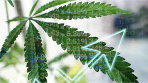 Plants Taxes Bring In 3x More Than Alcohol + Tobacco in Arizona
