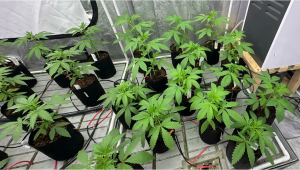 Primary Selection for Gorilla Cookies Auto