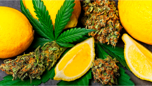 Understanding Flavor: What is Limonene?