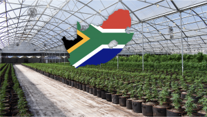 South African Firm Gets Plants License, Considers Magic Mushrooms