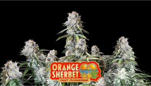 Orange Sherbet FF Plants Seed Week-by-Week Guide