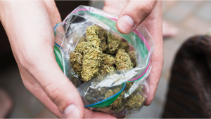 Colorado Raises Awareness About High-Potency Plants