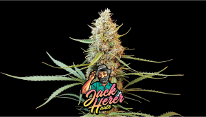 Jack Herer Auto Plants Seed Week-by-Week Guide