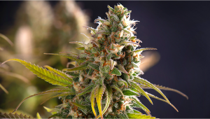What is Auto Plants? A Fast Buds Primer