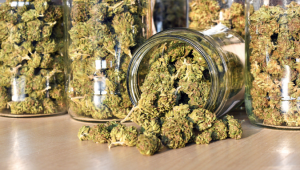 Is plants safe to use long-term?
