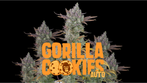 Gorilla Cookies Auto Plants Seed Week-by-Week Guide