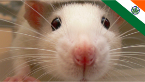 India: Rats Blamed for 400 Pounds of Plants Missing from Evidence Locker