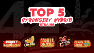 Top 5 der stärksten Hyb-Seeds
