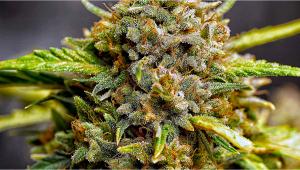 Seed History: Northern Lights