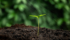 Der ultimative Leitfaden zur Bewsserung deiner Plantspflanzen fr maximales Wachstum und Ertrag