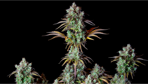 Big Bud Auto Plants Seed Woche-für-Woche Anleitung