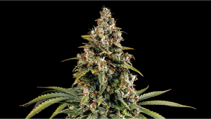 Watermelon Z Auto Plants-Sorte: Wochenbegleitung