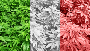 Outdoor Plants Grow in Italy: Week-by-Week Guide