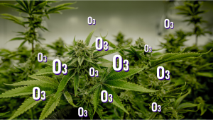 Ozone Generators For Indoor Plants