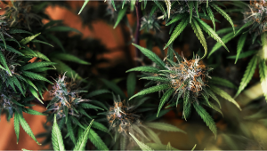 Pineapple Chunk Plants Seed Week-by-Week Guide