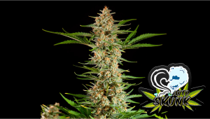 Skunk Auto Plants Seed Week-by-Week Guide