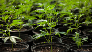 Understanding The Vegetative Stage Of Plants
