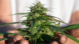 Jack Herer Auto Plants Seed Leitfaden Week-by-Week