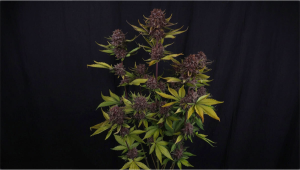 The Evolution of a Legendary Purple Auto