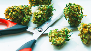 How to Grind Plants Without a Grinder 7 Tips to Make a Homemade Plants Grinder